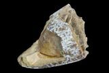 Fossil Crocodile (Goniopholis) Tooth - Aguja Formation, Texas #116672-1